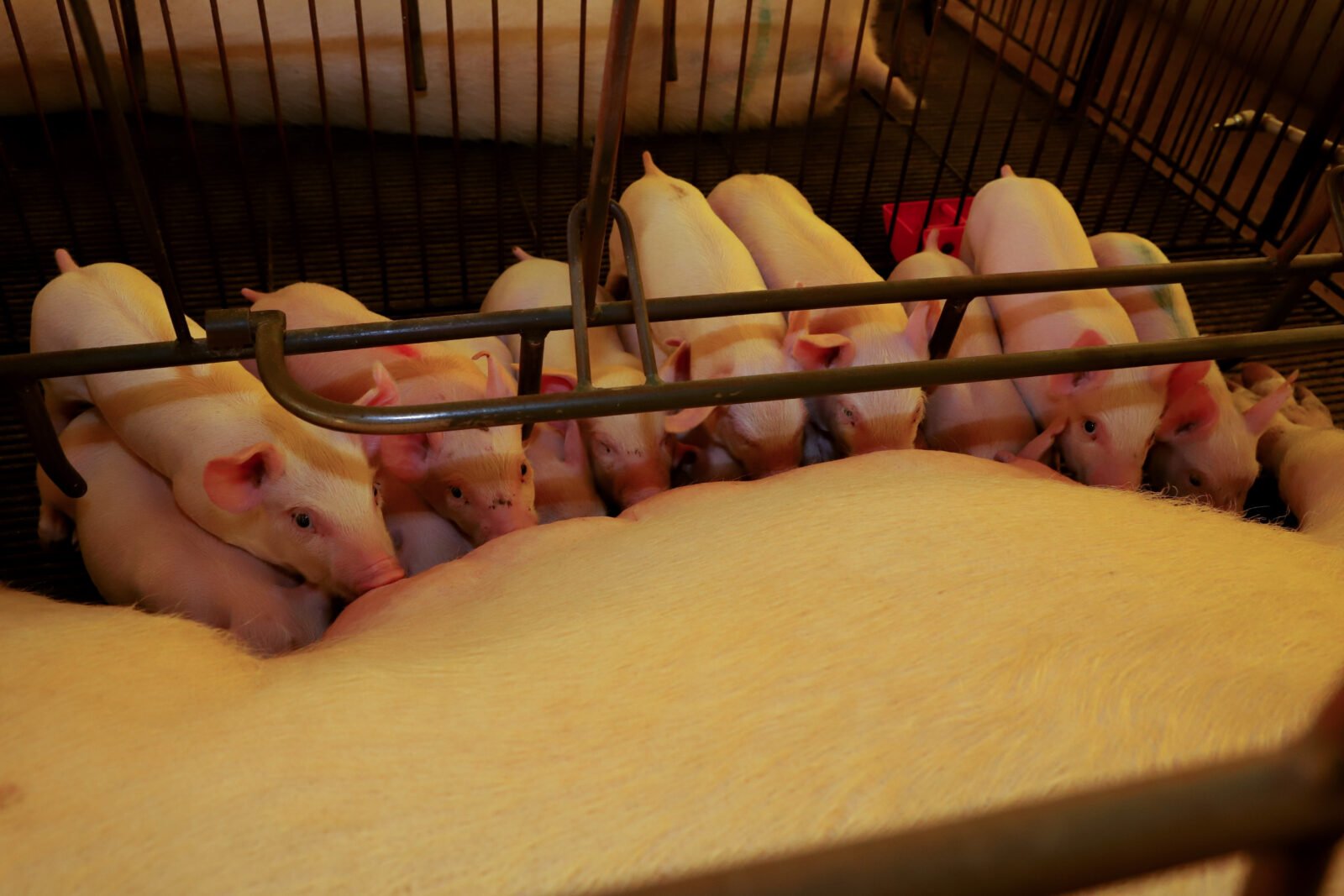 Supermercado do mundo: Paraná exporta mais alimentos que países como Japão, Portugal e Coreia do Sul