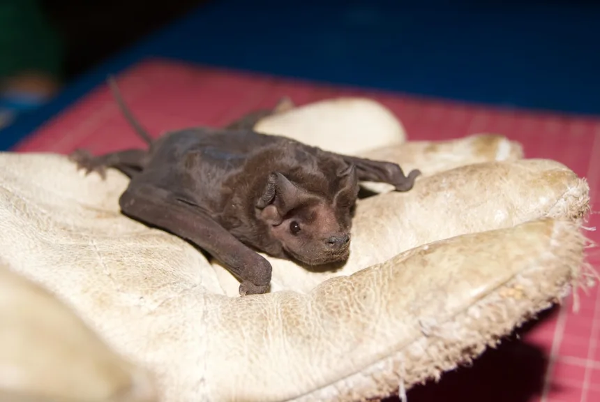 Noctilio leporinus