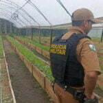 Polícia Militar apreende mais de 700 pés de maconha em Guaratuba