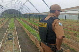Polícia Militar apreende mais de 700 pés de maconha em Guaratuba