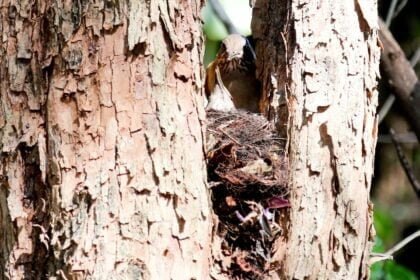 Parque do Ingá e outras 11 áreas verdes da cidade recebem pesquisa para monitoramento das aves