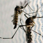 Dengue e chikungunya no Brasil