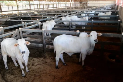 Prova de Ganho de Peso é novidade no setor de pecuária da Expoingá 2023