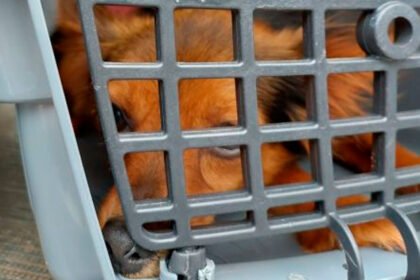 Prefeitura multa tutora em R$ 4 mil por maus-tratos e abandono de dois animais