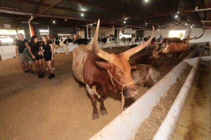 Expoingá 2023: Rebanho Franqueiro impressiona pelo tamanho dos chifres