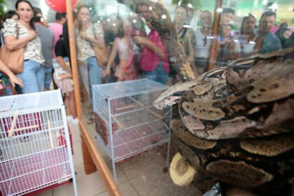 Jiboia amazônica de 2,8 metros é a estrela no Pavilhão Branco da Expoingá 2023