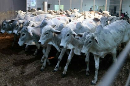 Expoingá 2023: Batida do martelo começa com Leilão ‘Amigos da Pecuária’