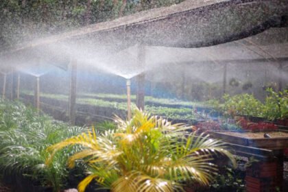 Maringá: Viveiro Municipal garante produção de mudas de árvores para espaços urbanos e recuperação ambiental