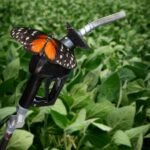 Cadeia de soja e biodiesel é destaque no PIB do agronegócio