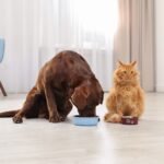 Alimentos com prebióticos melhoram a saúde gastrointestinal de cães e gatos