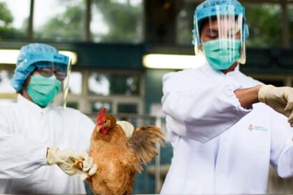 Paraná registra primeiro caso de gripe aviária; Governo reforça protocolo de contenção