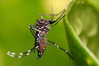 Mosquito Aedes