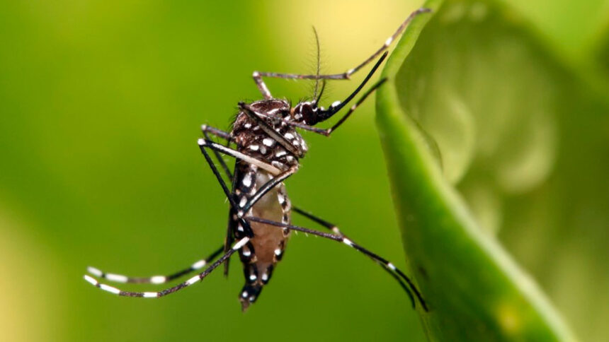 Mosquito Aedes