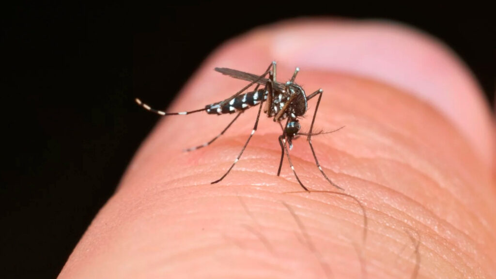 mosquito Aedes aegypt