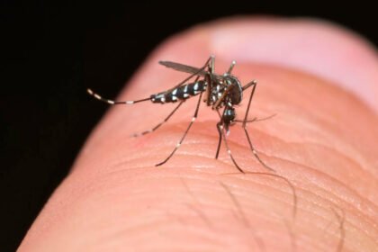 mosquito Aedes aegypt