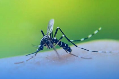 Dengue: Boletim semanal registra mais 8.102 casos e 17 óbitos pela doença no Paraná