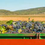 Responsabilidade ambiental aumenta na produção de vinhos