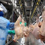 Com 547 milhões de unidades, Paraná bate novo recorde trimestral na produção de frango