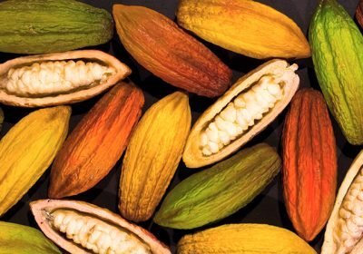Grupo BBF iniciará cultivo de cacau e açaí na Amazônia