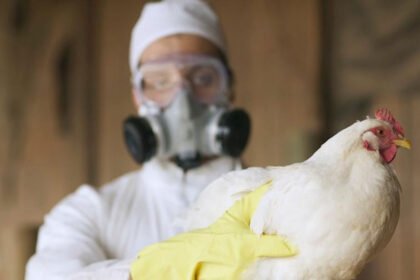 Gripe aviária: 5 focos confirmados no Paraná, vigilância agropecuária monitora os casos