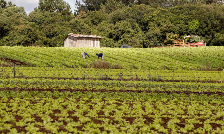 Governo do Paraná publica edital de R$ 31,5 milhões para apoiar agricultura familiar