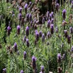 Rota Turística da Lavanda
