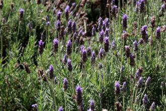 Rota Turística da Lavanda