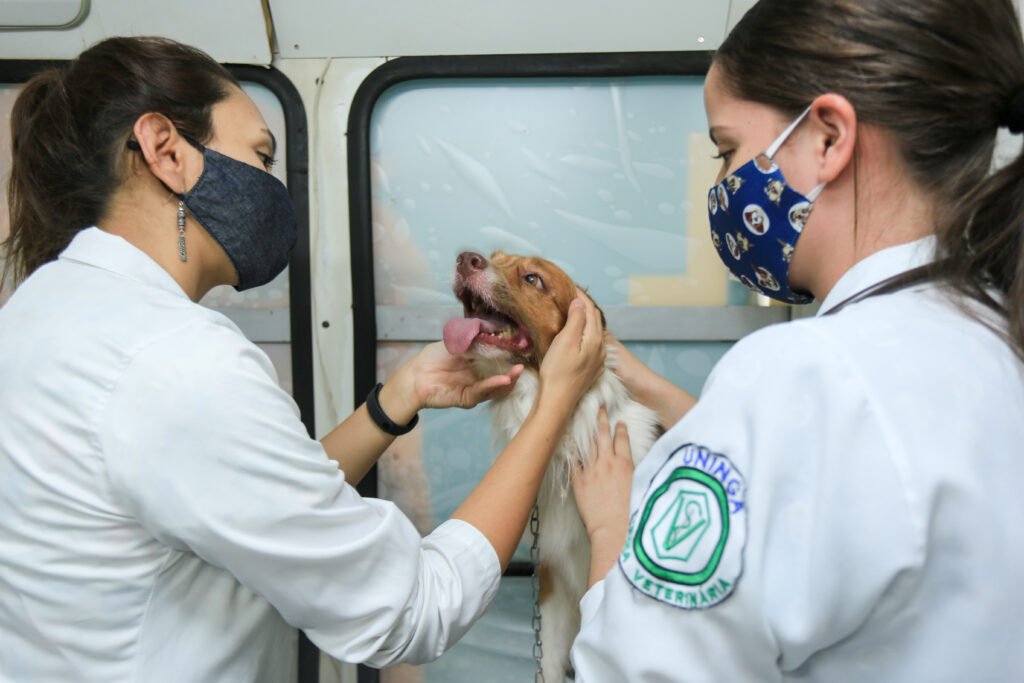 Neste ano, entre janeiro e julho, a Prefeitura de Maringá realizou 2.199 ações de fiscalização