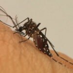 Aedes aegypti mosquito transmissor da dengue e da febre amarela urbana. Originário da África