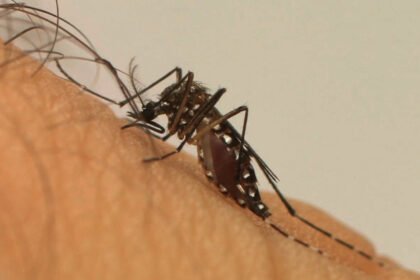 Aedes aegypti mosquito transmissor da dengue e da febre amarela urbana. Originário da África