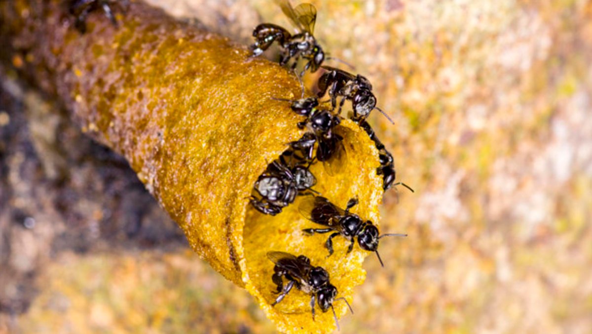 Projeto Jardins das Abelhas | Câmara aprova criação de abelhas sem ferrão em áreas públicas e particulares