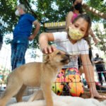 Maus-tratos aos animais | Prefeitura amplia em 89% número de fiscalizações em 2023; Adoções de pets crescem 24% em um ano