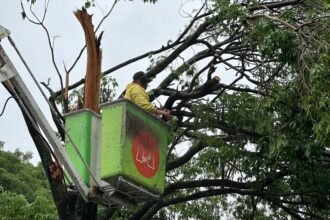 A Copel realiza o desligamento da energia para o trabalho das equipes de arborização. Na sequência, a Copel restabelece a energia da via pública e, só depois, a Seinfra atua no restabelecimento do padrão de energia.