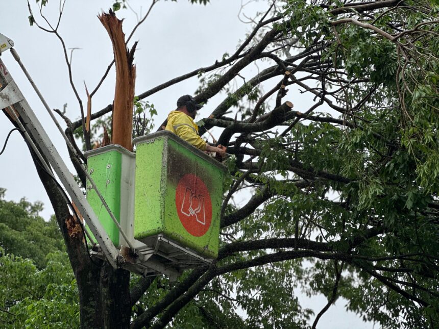 A Copel realiza o desligamento da energia para o trabalho das equipes de arborização. Na sequência, a Copel restabelece a energia da via pública e, só depois, a Seinfra atua no restabelecimento do padrão de energia.