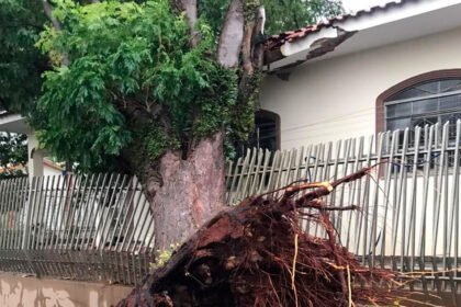 Árvore-cai-sobre-casa-em-Maringá