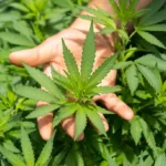 Tecpar lança edital de seleção de parceiros para produção de fármacos à base de Cannabis