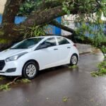 Carro atingido por árvore em Maringá