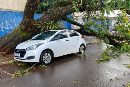 Carro atingido por árvore em Maringá