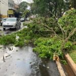 Defesa Civil emite relatório sobre queda de árvores e atendimento em Maringá