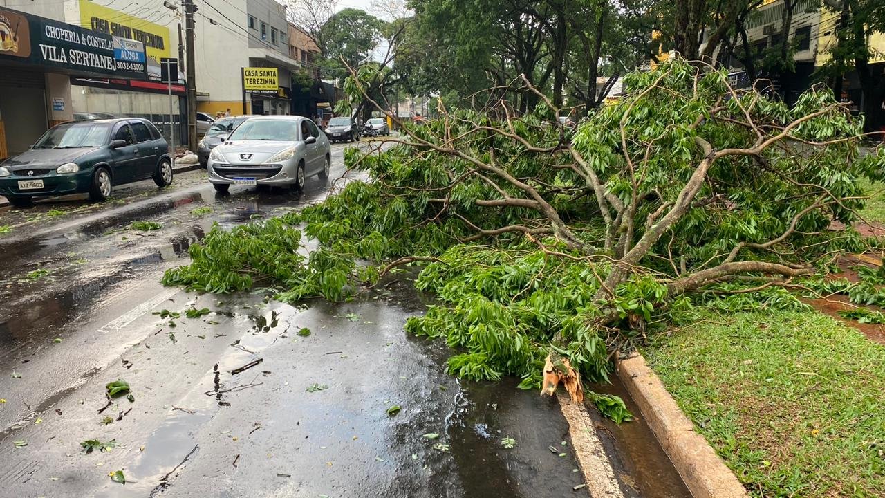 Defesa Civil emite relatório sobre queda de árvores e atendimento em Maringá