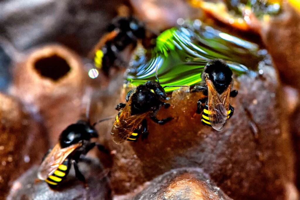 Dia Nacional da Abelha. Foto: Denis Ferreira Netto;SEDEST 