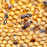 Dia Nacional da Abelha. Foto: Denis Ferreira Netto;SEDEST