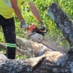 Com a mobilização, foram recolhidas 207 árvores