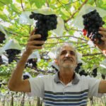 Indicação Geográfica reforça vocação de Marialva como maior produtora de uvas do Paraná