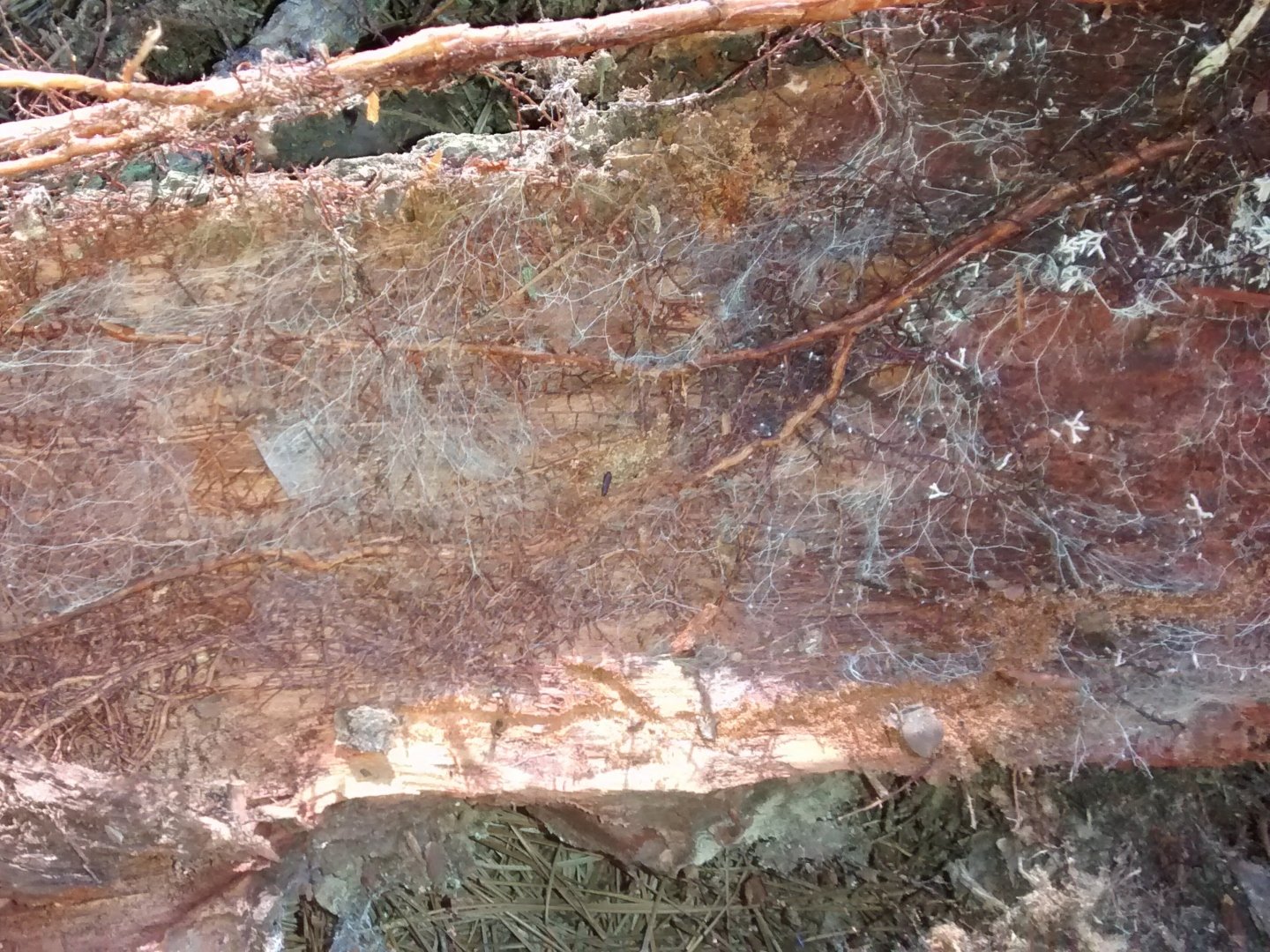 As plantas também podem ser canibais? Pesquisadores descobrem pinheiros “comendo” árvores mortas