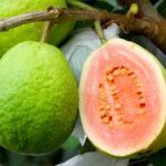 Goiaba doce de Carlópolis