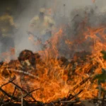 Incêndio no Pantanal tem cenário de animais em fuga e muita ventania