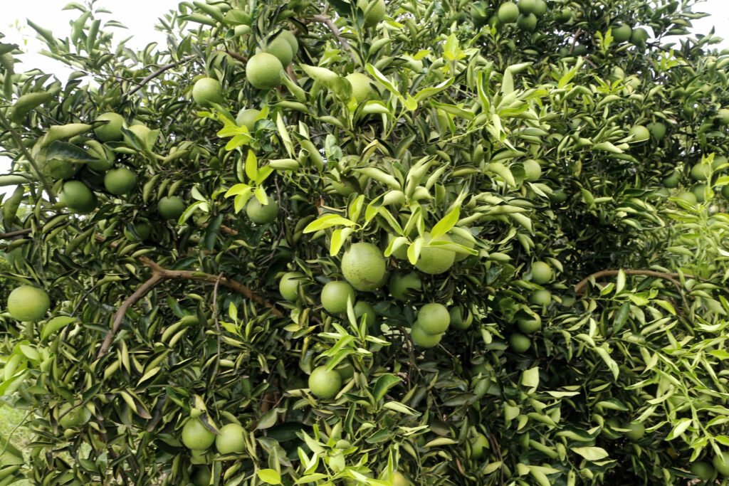 Paraná decreta emergência fitossanitária para combater doença dos citros