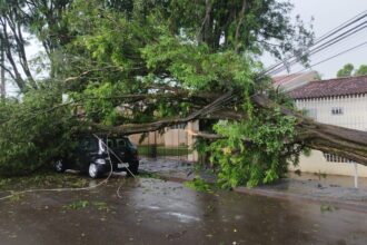 Chuva forte causa queda de árvores em Maringá