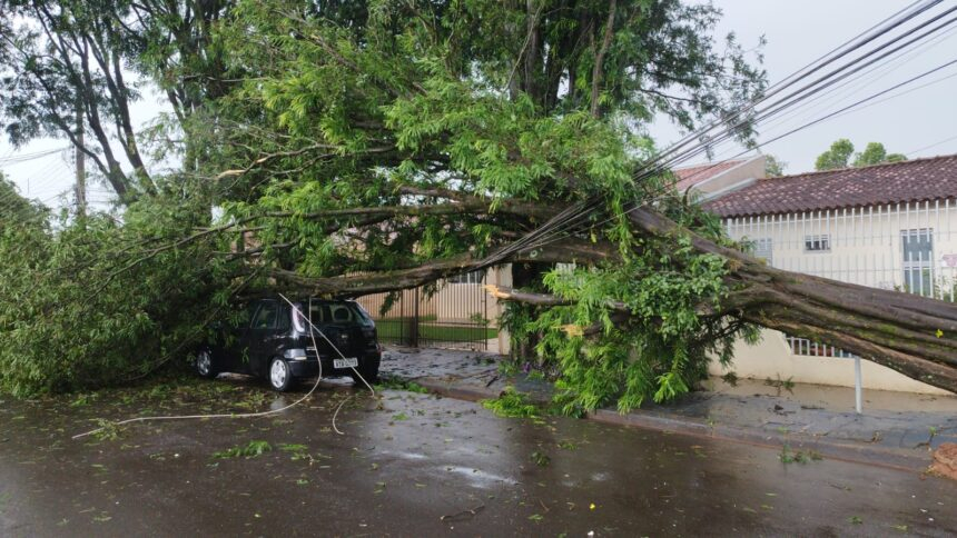Chuva forte causa queda de árvores em Maringá